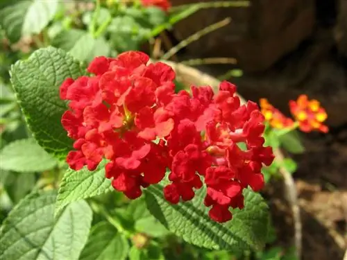 Лантана - кустарник с мелкими цветками.