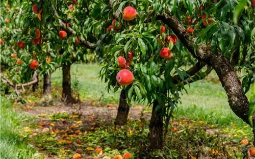 уход за персиком в горшке в домашних условиях