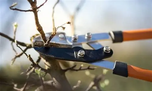 уход за плодовыми деревьями