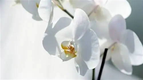 уход за белой орхидеей