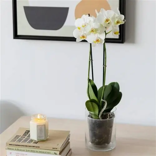 уход за белой орхидеей в домашних условиях