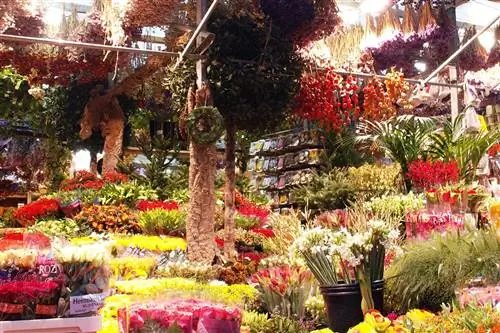 Цветочный рынок Амстердама продает рождественские елки в декабре