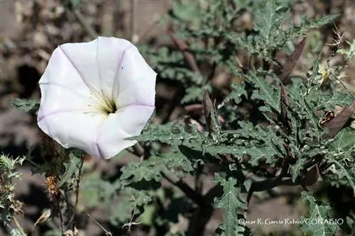 Мексиканский дурман водный