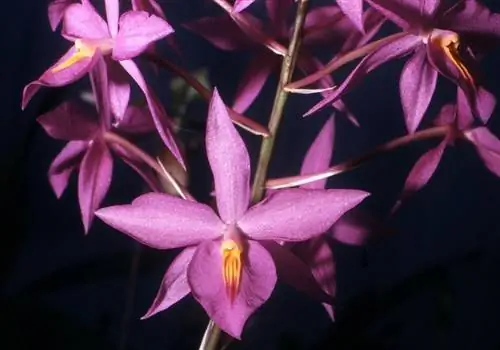 Barkeria skinneri - орхидея с сиреневыми цветами.