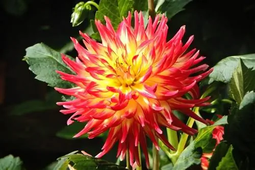 Есть много видов георгин