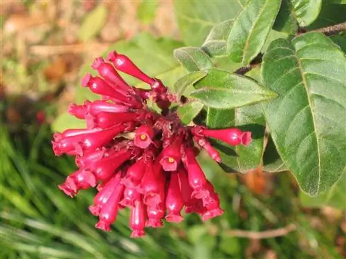 Cestrum elegans - мексиканский цветущий кустарник.