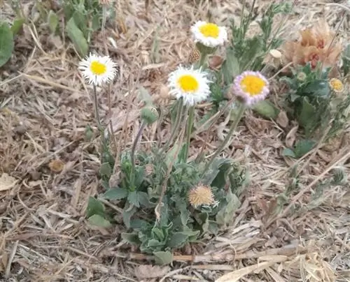 Бордовая ромашка родом из Мексики.