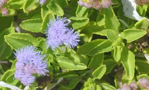 Агератум приморский - мексиканская трава.