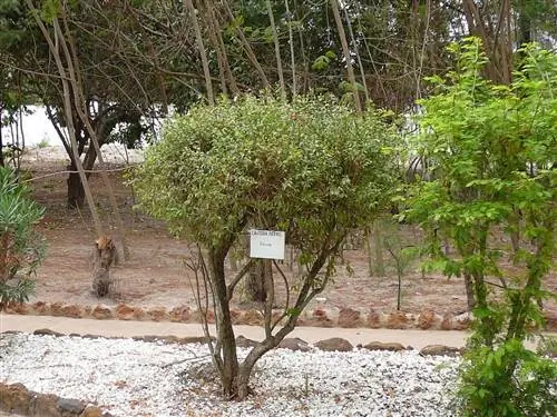 Lawsonia inermis - колючий кустарник.