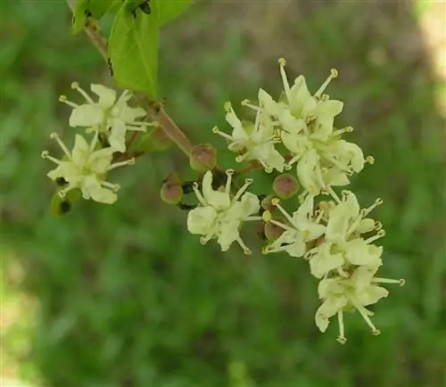 Цветы хны белые