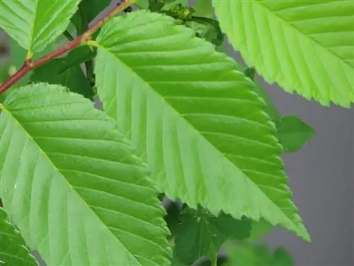Листья скользкого вяза мелкие.