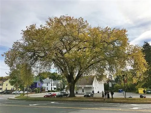 Американский вяз - листопадное дерево.