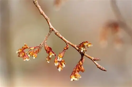 Американский вяз всходит весной