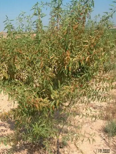 Охристая пятнистость - болезнь миндального дерева