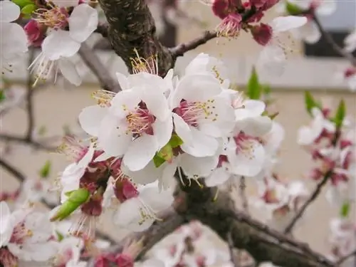 Охристая пятнистость миндального дерева - грибковое заболевание