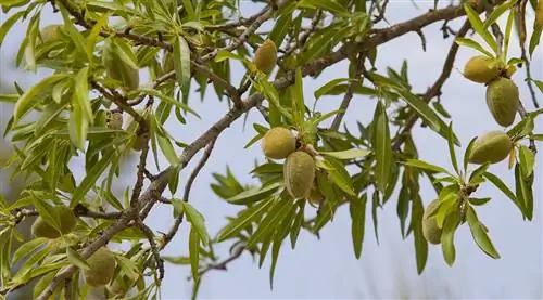 Как лечить охристое пятно миндального дерева?