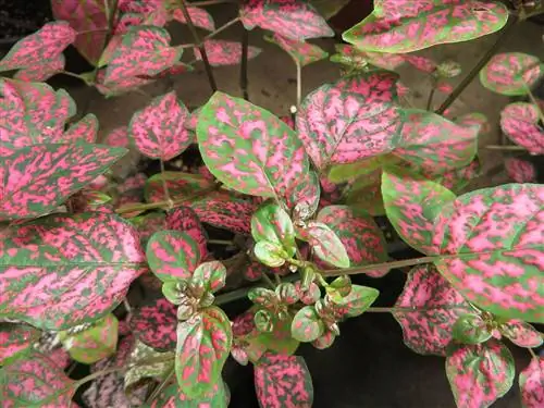 Hypoestes phyllostachya - небольшое растение.