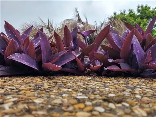 размножение традесканции бледной