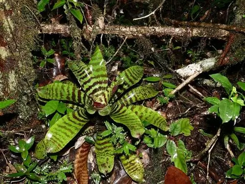 Vriesea splendens - бромелия, которую легко выращивать.