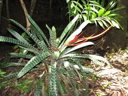 Vriesea splendens - многолетнее растение.