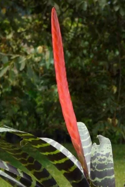 Цветок индийского пера красный