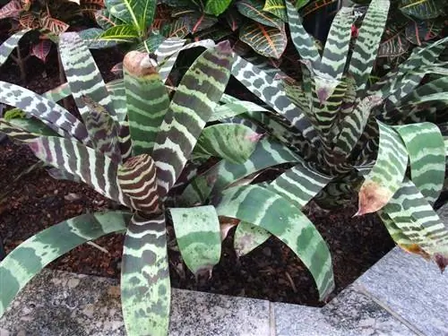 Индийское перо (Vriesea splendens)