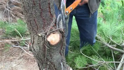 первая обрезка сосны