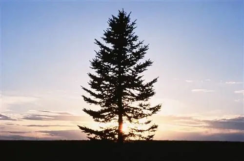 советы по обрезке сосны