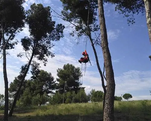 обрезать сосны по высоте