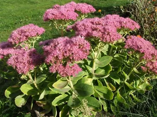 Sedum spectabile - суккулент.