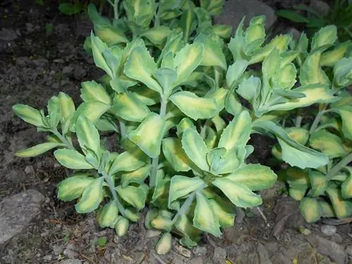 Sedum spectabile имеет зеленые листья