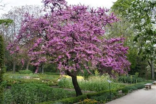 расширенный уход за деревом любви