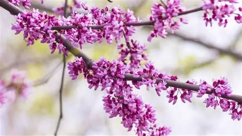 цветы дерева любви