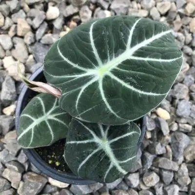 Алоказия черная бархатная почти черная