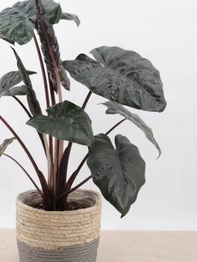 Алоказия черная тропическая