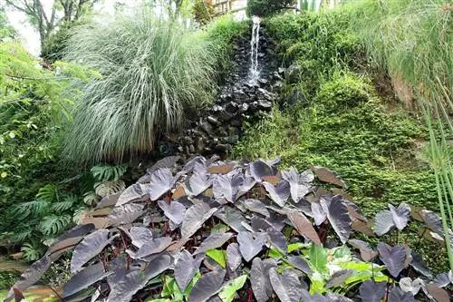 Алоказия черная - садовое растение