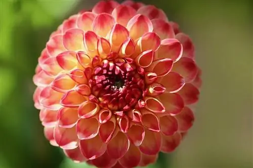 Георгины легко сажать