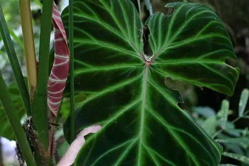 Существует много видов крупнолистного филодендрона.