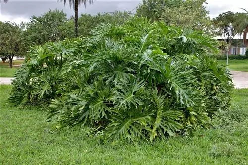 Филодендрон - тропическое растение.