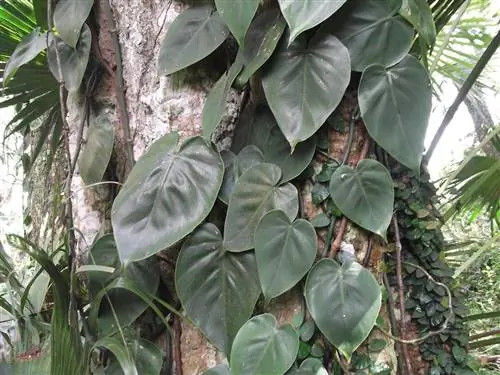 Филодендрон сканденс - лиана.