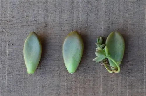 сочные черенки