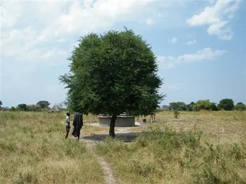 Тамаринд - тропическое дерево