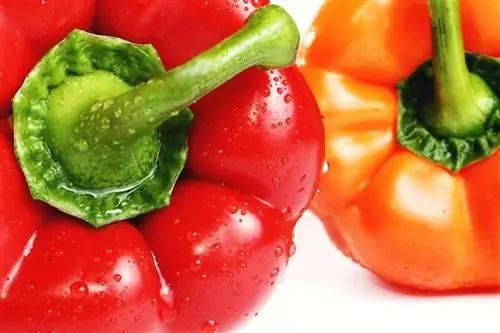 разнообразие перца