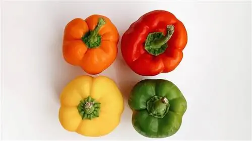 перец это фрукт или овощ