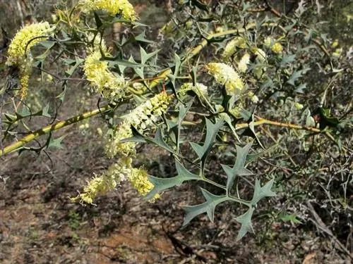 Grevillea flexuosa - небольшое растение.