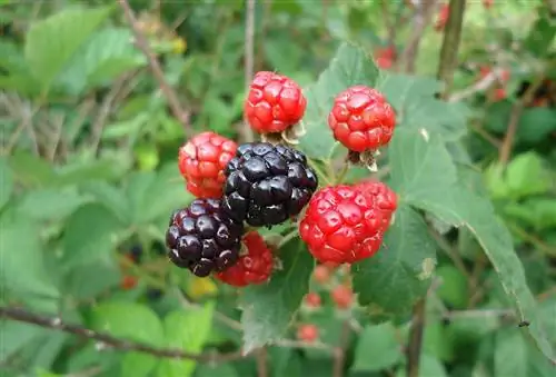 Как вырастить ежевику