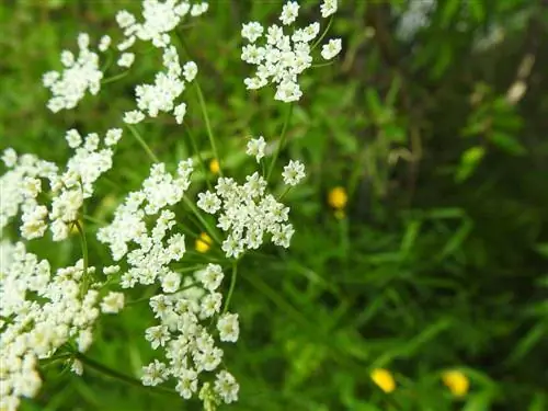 Carum carvi - двулетнее травянистое растение.