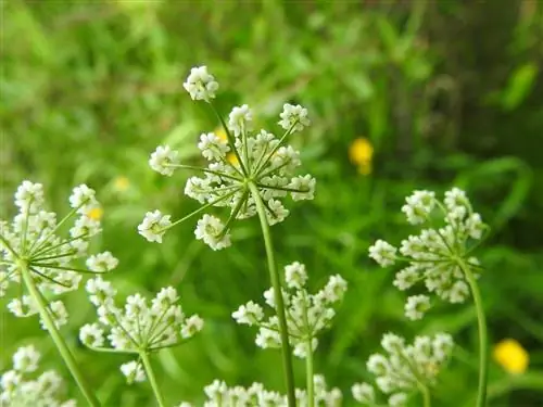 Тмин (Carum carvi)