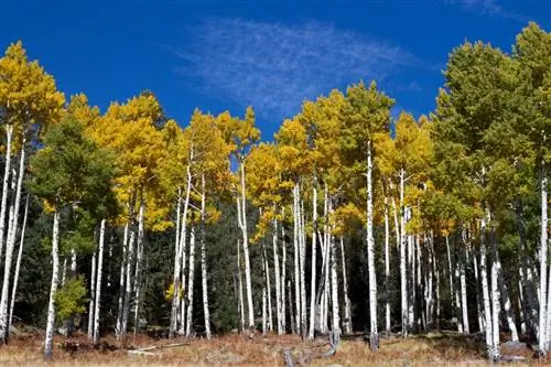 березы это деревья