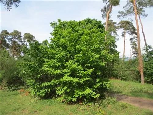 Каштан - лиственное дерево.